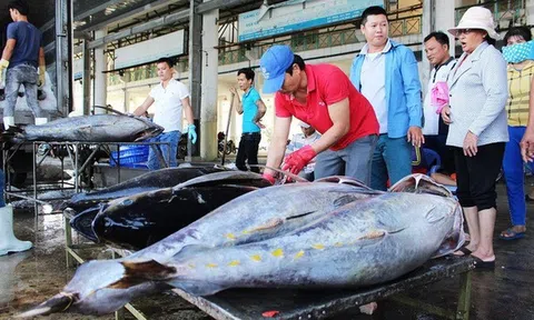 Xuất khẩu cá ngừ giảm 25% so với cùng kỳ